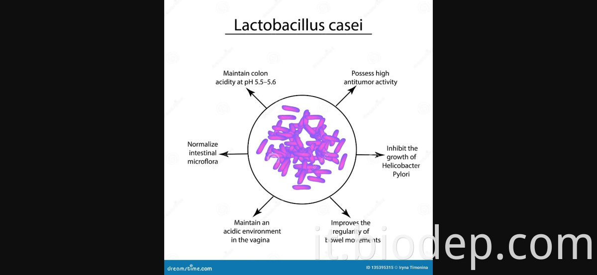 lactobacillus casei3